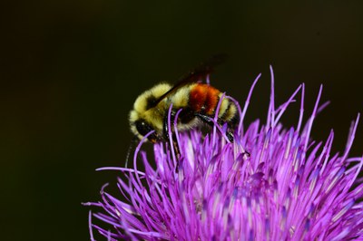 Bee
