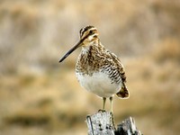 bird