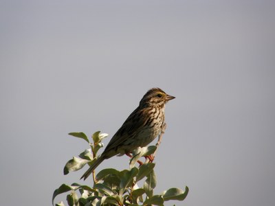 Sparrow
