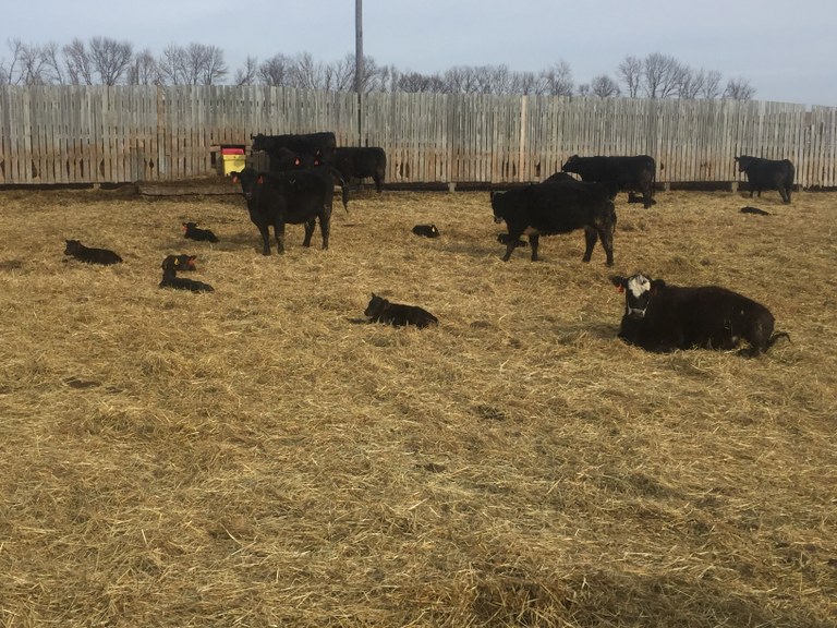 Calving time
