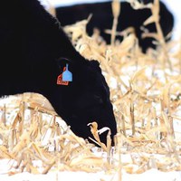 Cow in corn