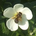Anemone and bee