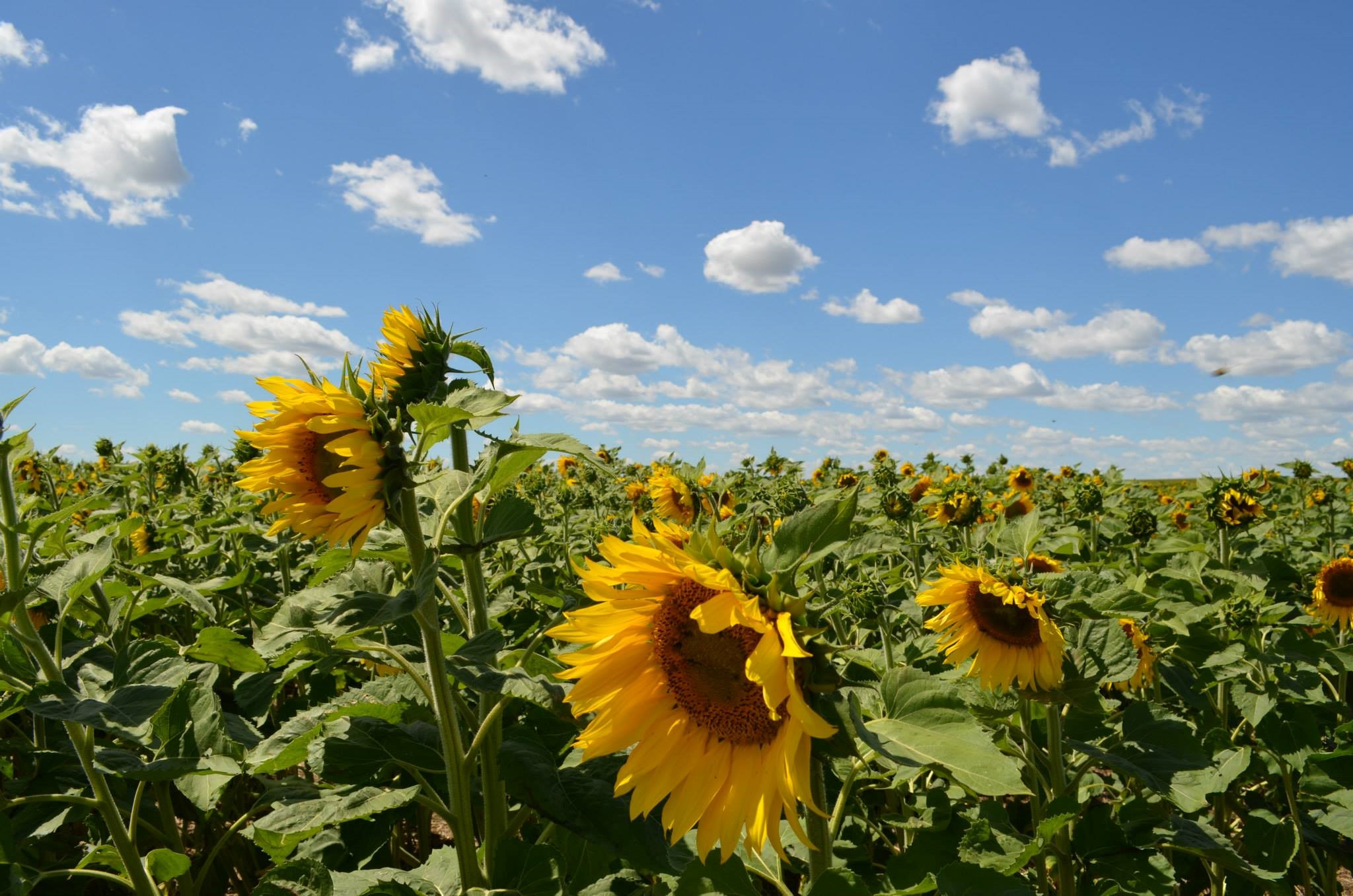 buetow sunflower