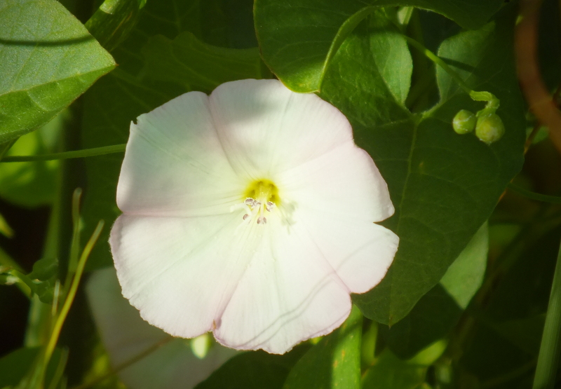 bindweed 2 bindweed 2