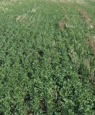 Cover_Crop