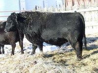 Bull_Fert