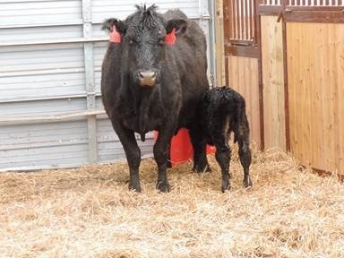 Cow_Leasing
