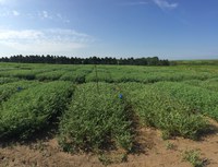 advanced chickpea_breeding lines_yield_trial advanced chickpea_breeding lines_yield_trial