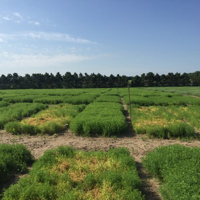 2015_turkish_red_lentil_disease screen