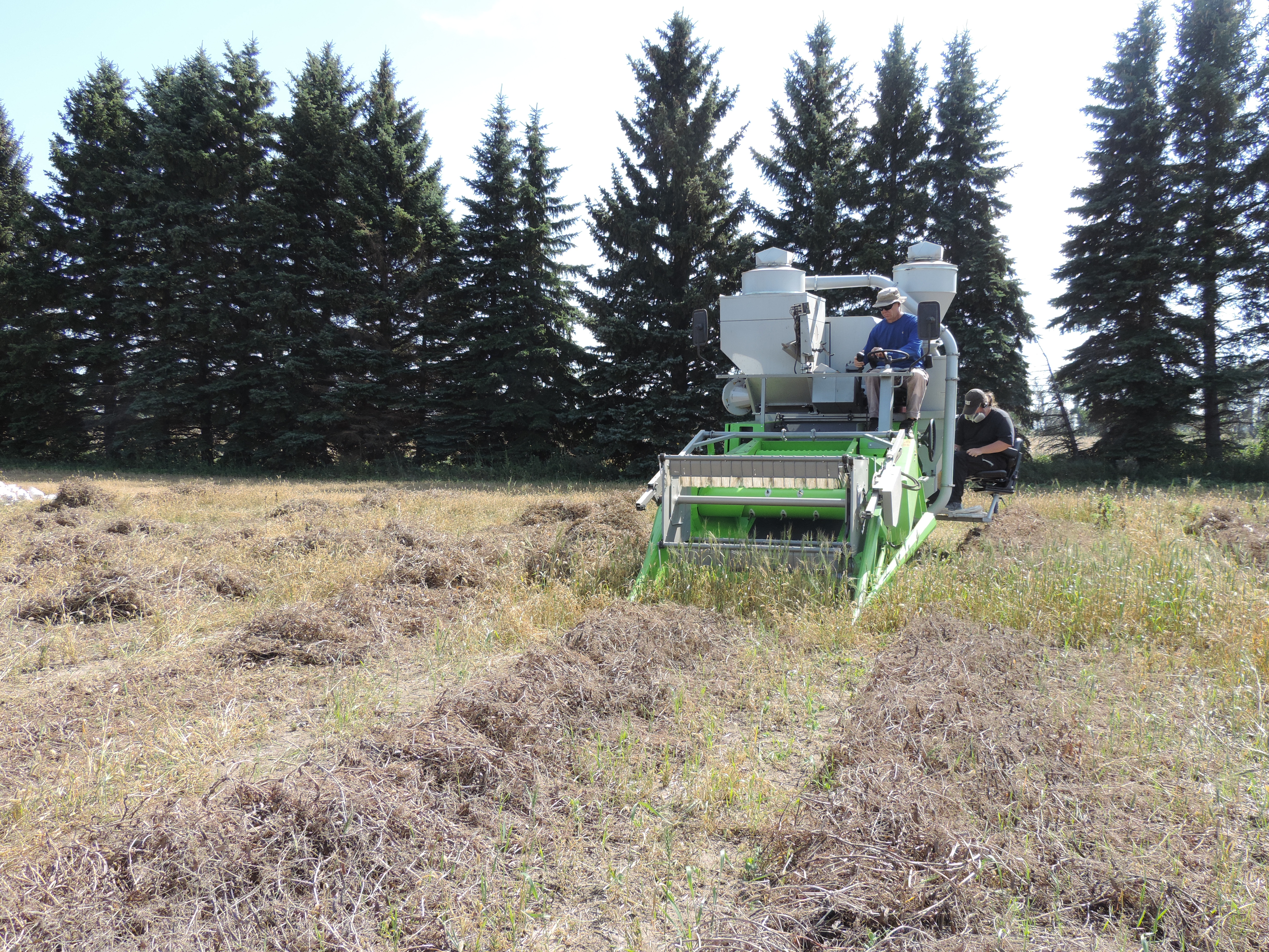 Peas Variety Trial Harvest