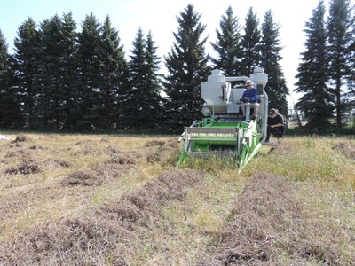 Peas Variety Trial Harvest