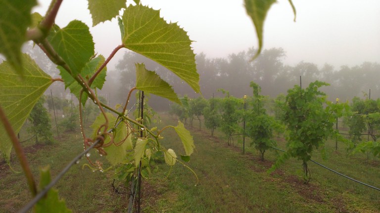 Foggy grapes