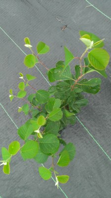 Juneberry plant