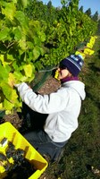 Kyla picking grapes Kyla picking grapes