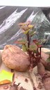 Sweet potato sprouting