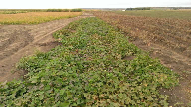 Sweet potato trial 2013