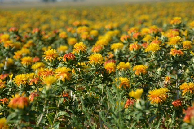 Safflower