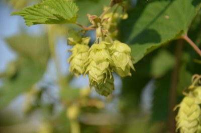 Hop cones