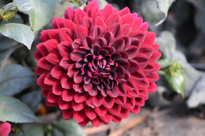 Karma Dahlia