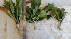 Cover Crop Roots