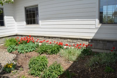 Spring Tulips 14