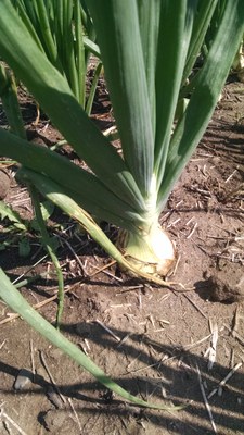 Onion 2014