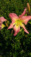 Pink Super Spider