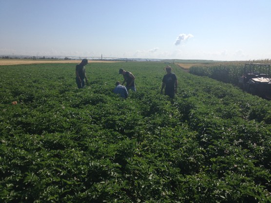 Irrigation 10