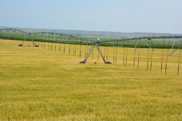 Irrigation 11