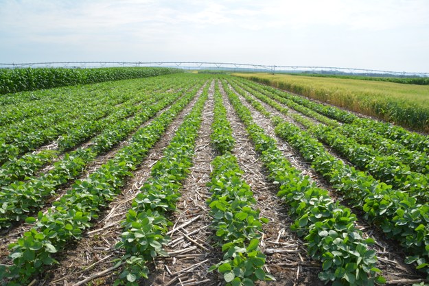 Irrigation 12