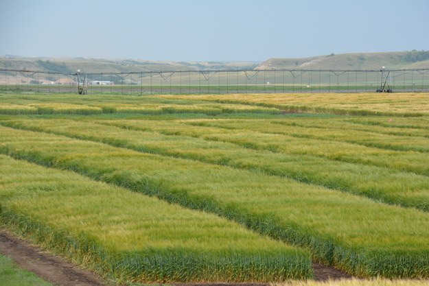 Irrigation 13