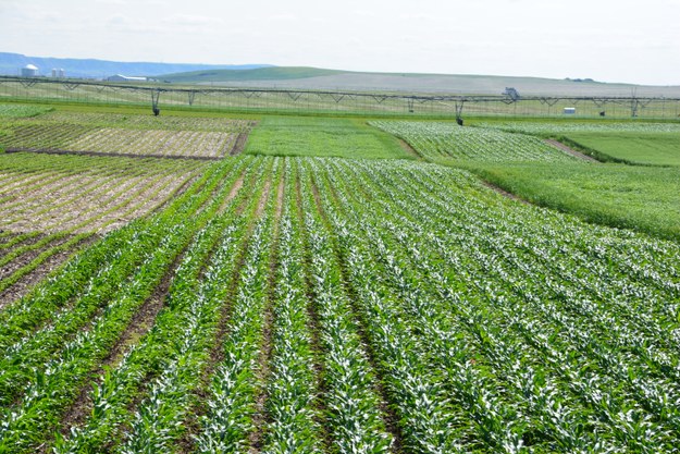 Irrigation 2