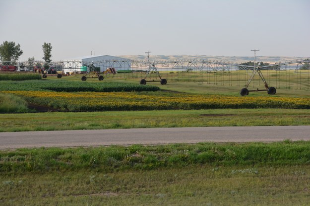 Irrigation 6