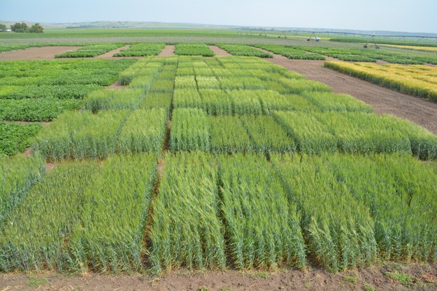 Irrigation 7