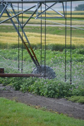 Irrigation 8