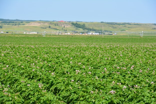 Irrigation 9