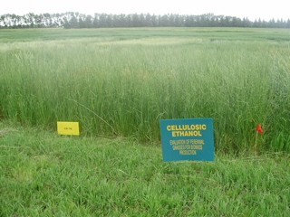 This is a picture of a field of switchgrass.
