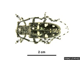 Pinned ALB adult: Pest and Diseases Image Library_Bugwood