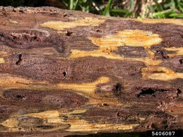 Dark brown dead tissue of coalescing diffuse TCD cankers:Ned Tisserat, Colorado State University, Bugwood.org