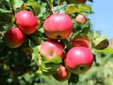 Apples on tree