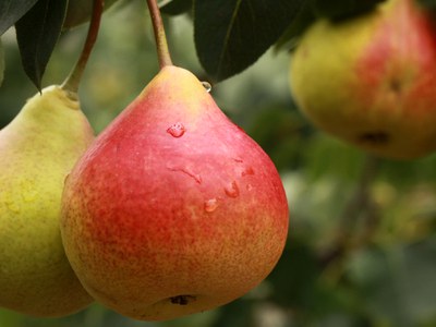 Ripening fruit