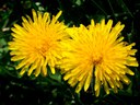 Dandelions