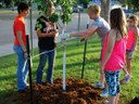 Planting trees