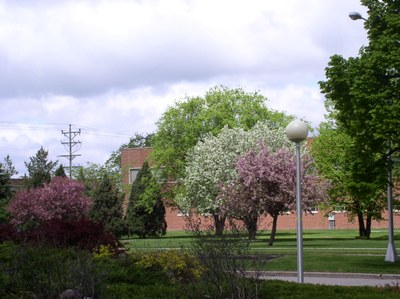 Diverse tree planting