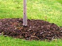 A tree that is properly mulched with shredded bark.