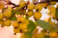 'Harvest Gold' crabapple