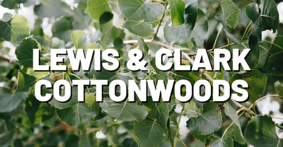 LC Cottonwoods