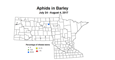 barley aphids 7 24 8 4 2017