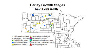 barley growthstage 6 12 6 23