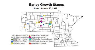 barley growthStage 6 19 6 30